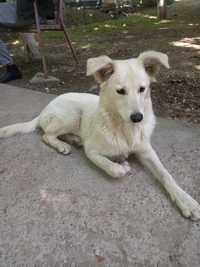 В добрые руки собачка белого цвета 6-7 месяцев игривая не агрессивная