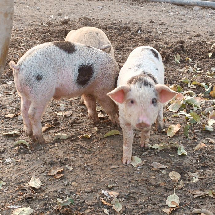 Продаются поросята