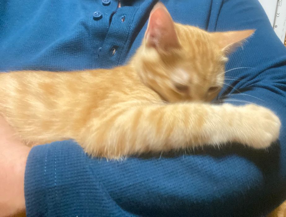 Коте. Сладуран търси дом. Sweet boy looking for forewer home