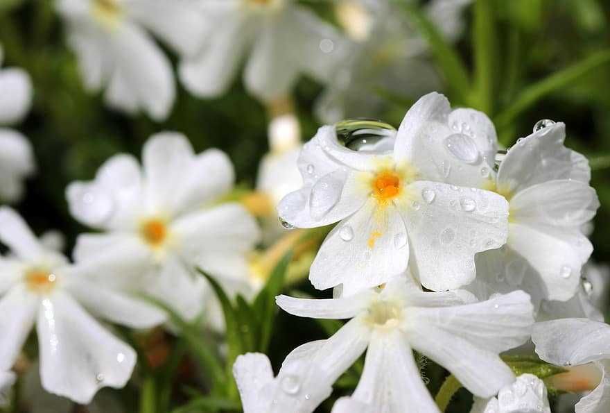 Флокс стелещ - Phlox subulata