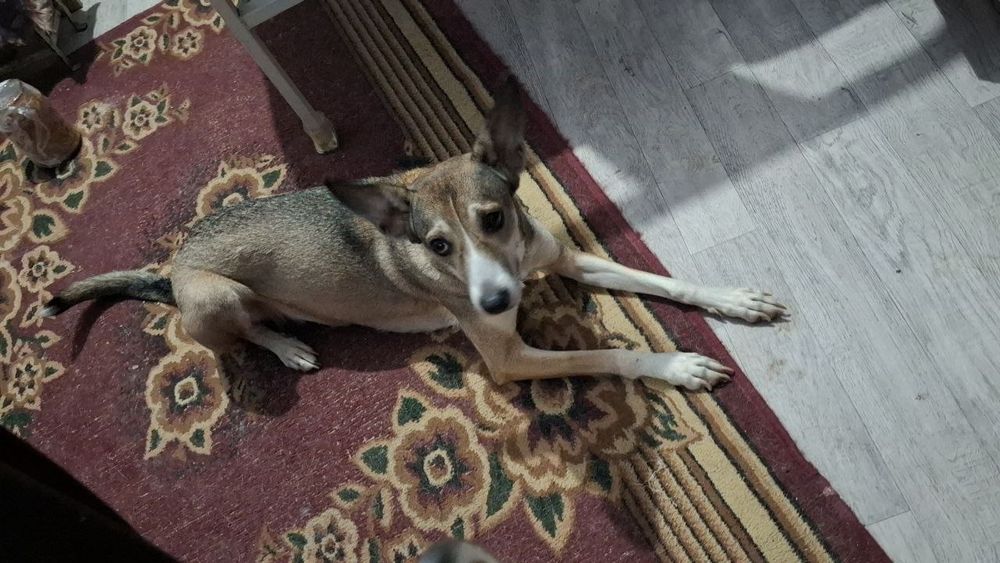 Отдадим в хорошие руки!