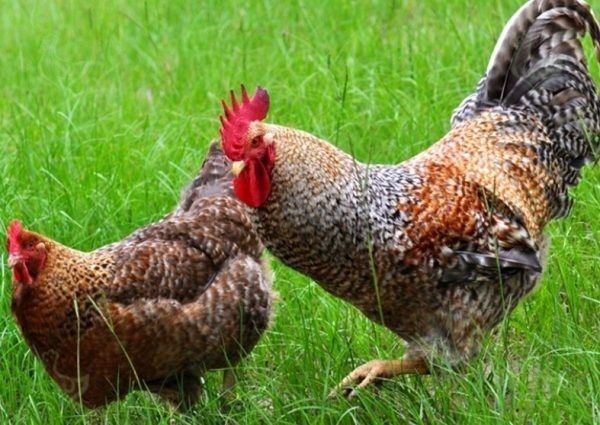 Продаю Куриц и Цыплят Билефельдеры