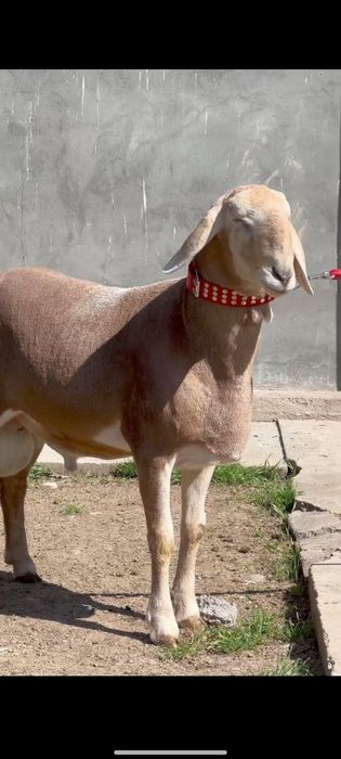 Qoy qochqorlar aqiqa va marosimlar uchun