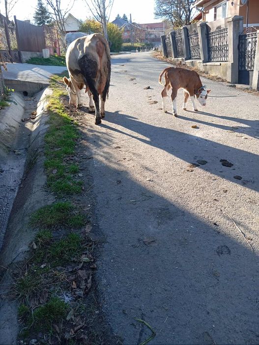 Vind vaca cu vițel de3ani