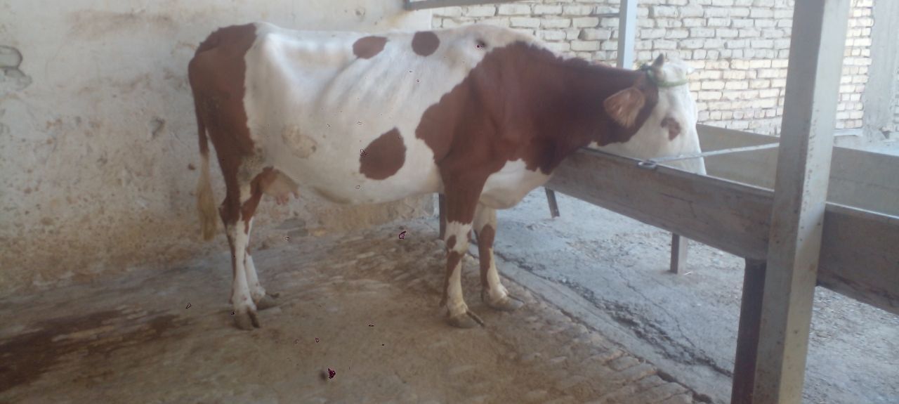 Sirochna Ona bola sigir sotiladi
