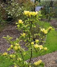 Magnolie Yellow Bord