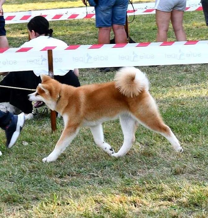 Pui Akita inu femela de top arbitrata, părinți multipli campioni.