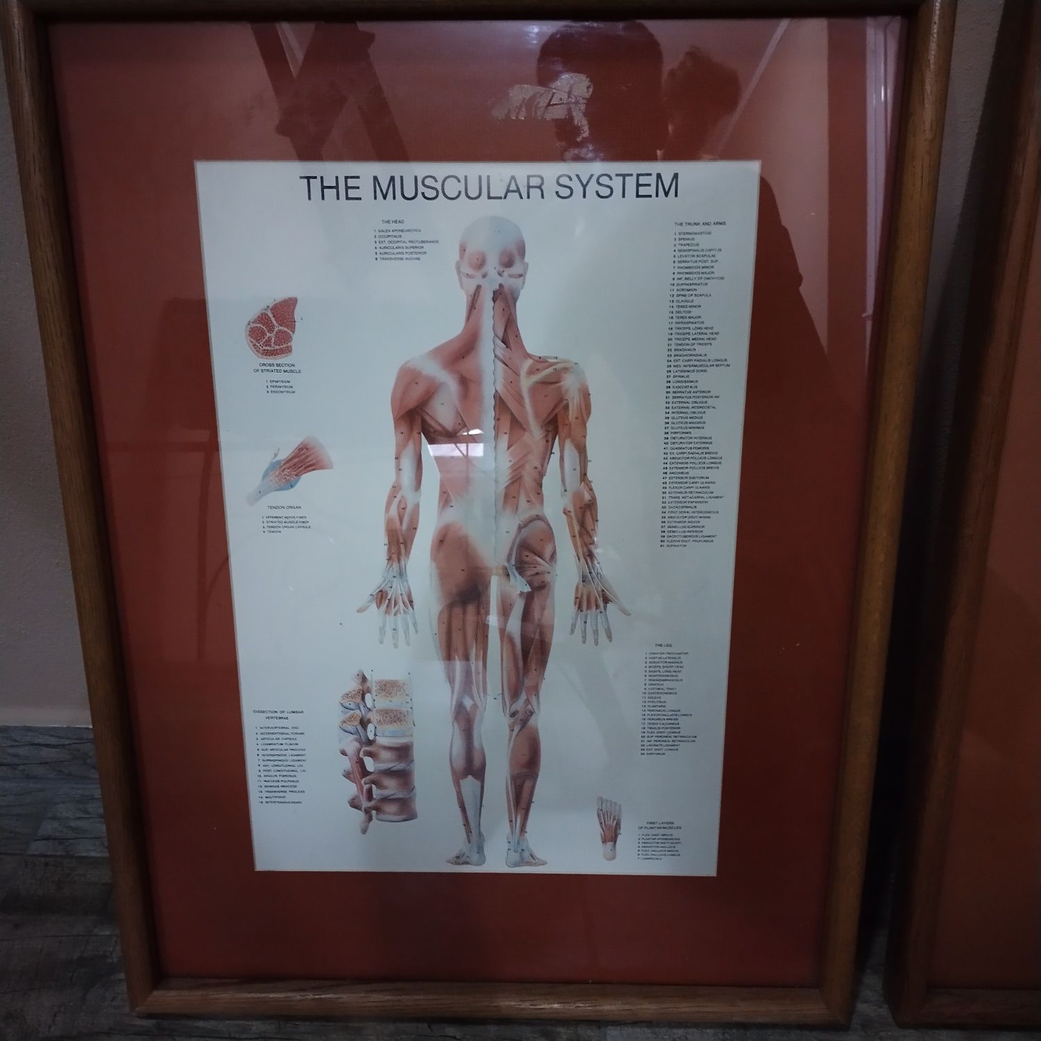 Tablou sistemul muscular