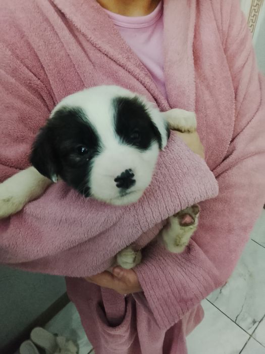 Donez câini foarte frumoși