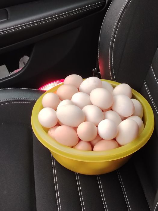 Vând ouă proaspete