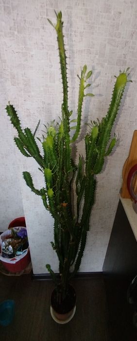 Цветы комнатные,домашние