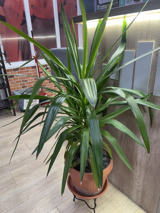 Yucca plant, likely a Spineless Yucca