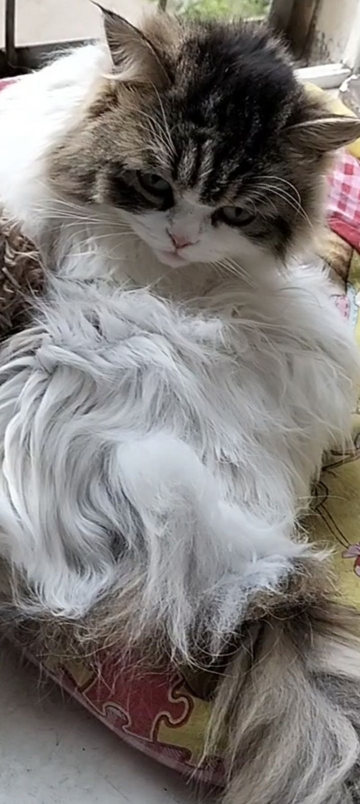 Отдам красивую кошечку