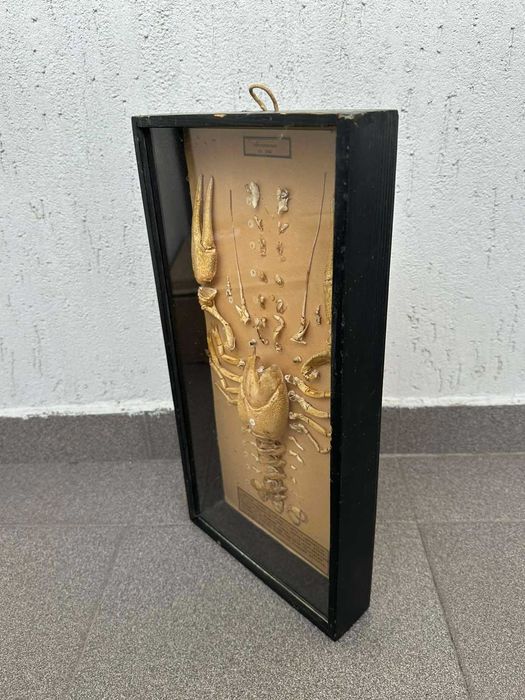 Соц Учебен Модел на Рак Разчленен Учтехпром