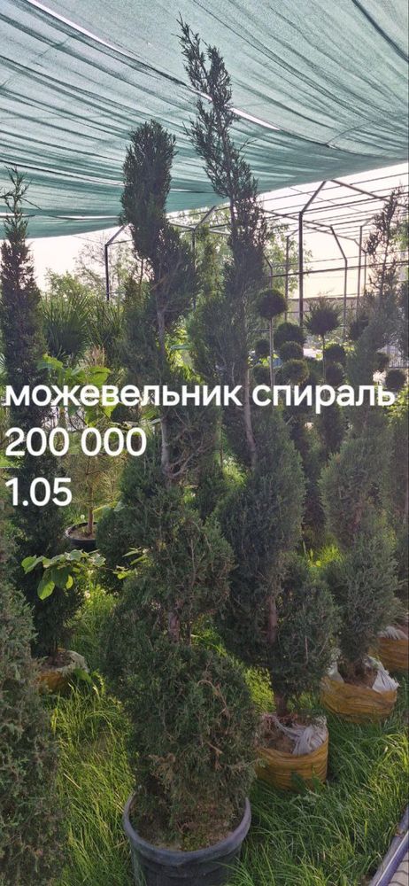 Можевельник, хар хил дарахт сотилвотти