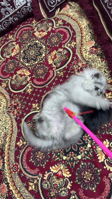 Серебристи хейланд киз бола мушук