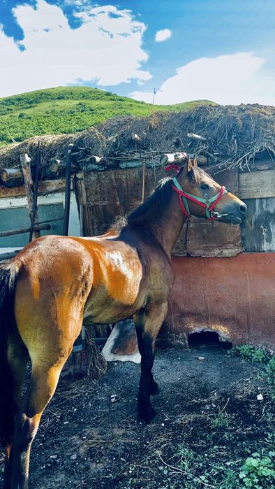 Тай 2 жасар тай бәйгеге шапқан 1-орын күйі бәрі жақся