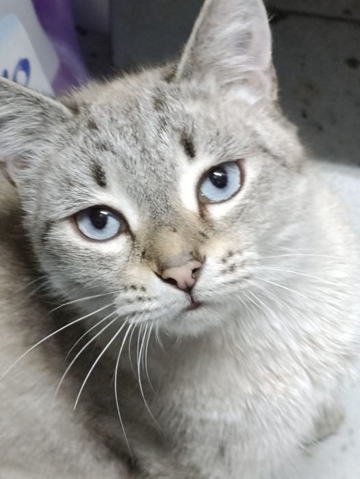 Кошечка ищет дом