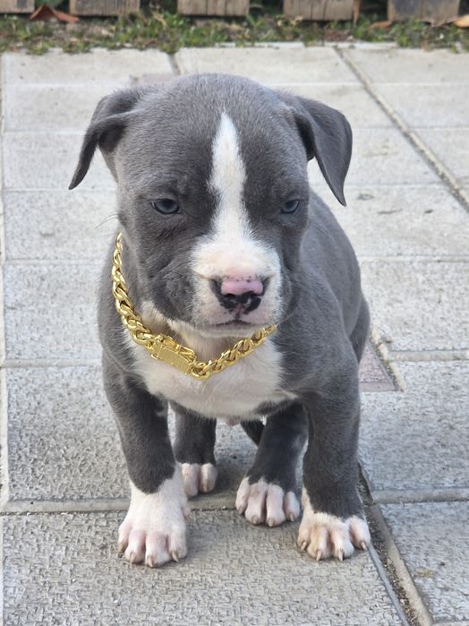 American Staffordshire Terrier