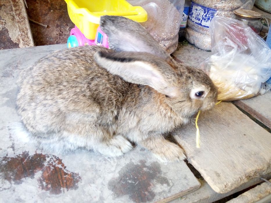 Продам молодого самца породы Фландр ему 5 месяцев все прививки зделаны