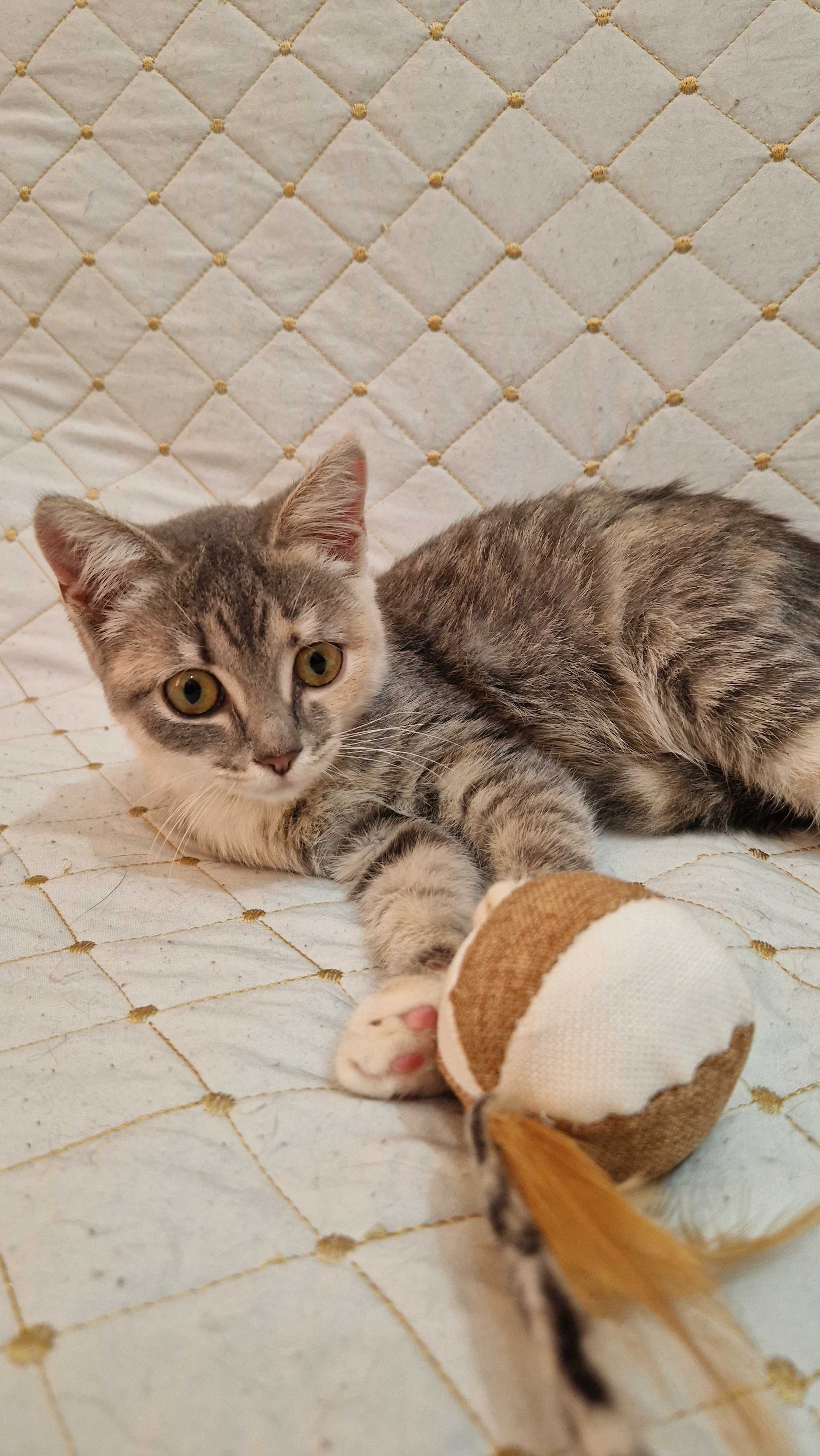 Котёнок-девочка Юся ищет дом и надёжных хозяев