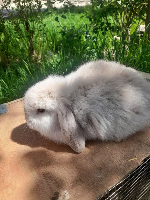 Декаратив куйончалар болалари хархели зурлари сотувда Самарканд шахар