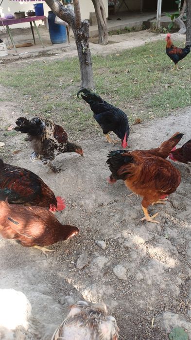 Товуклар сотилади