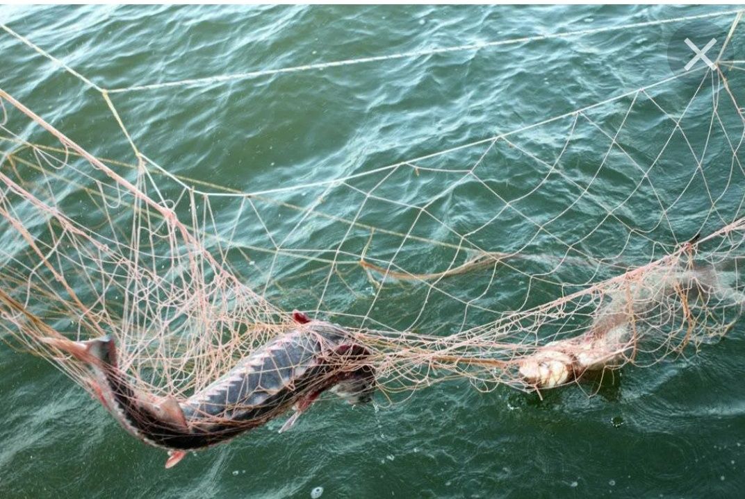 Продам рыболовную сеть из лески