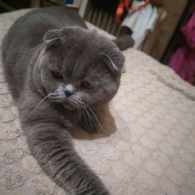 Готовяться к продаже котята