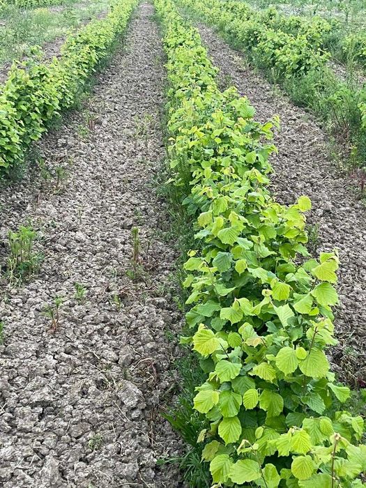 Puieti de alun cu radacina libera