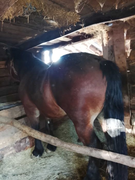 Vând mânză și mânz