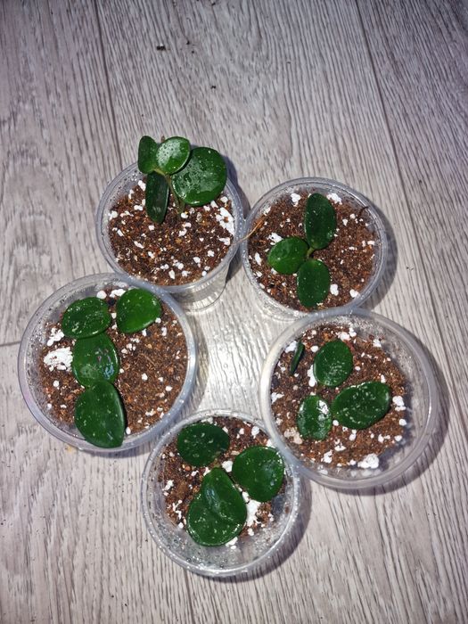 Хойя" Матильда сплеш " ампельное растение