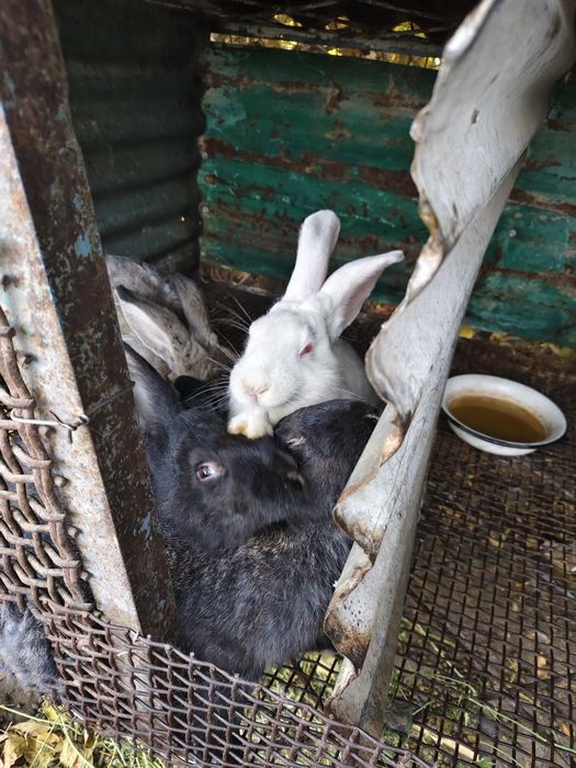 Кролики породы великан