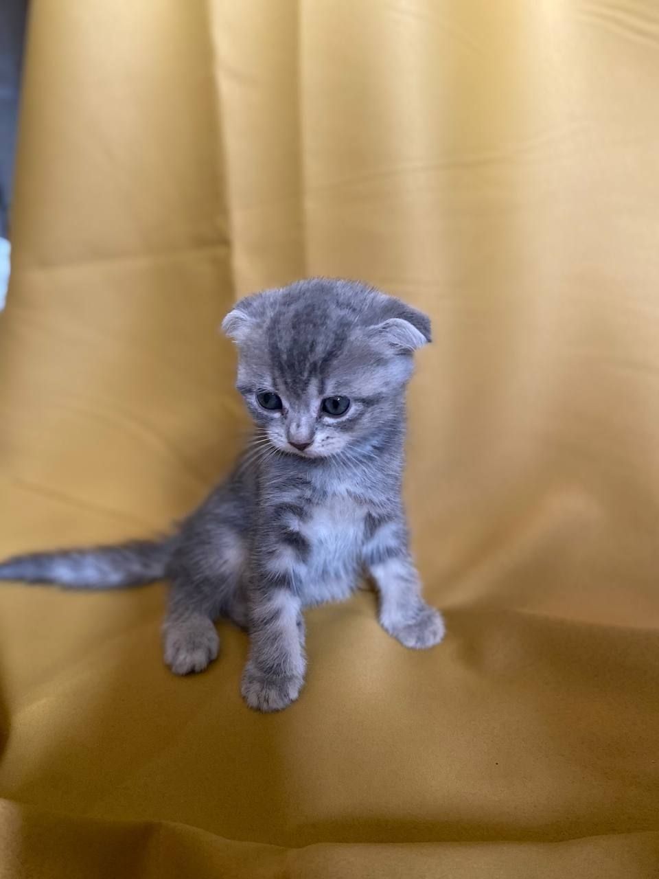 Продаются котята