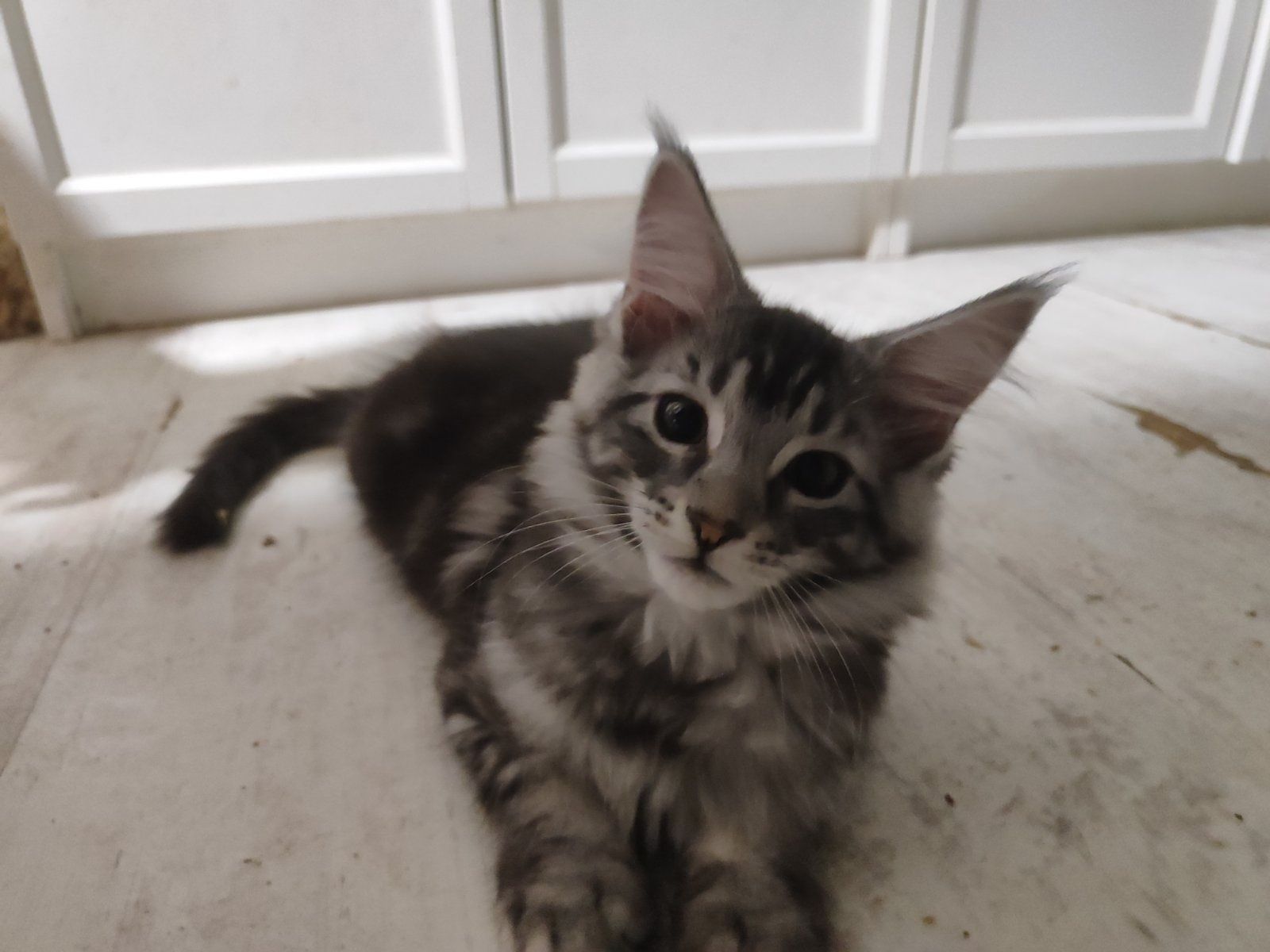 Мейн Кун котенца