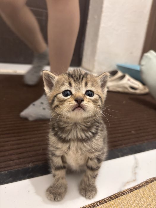 Шотланские котята
