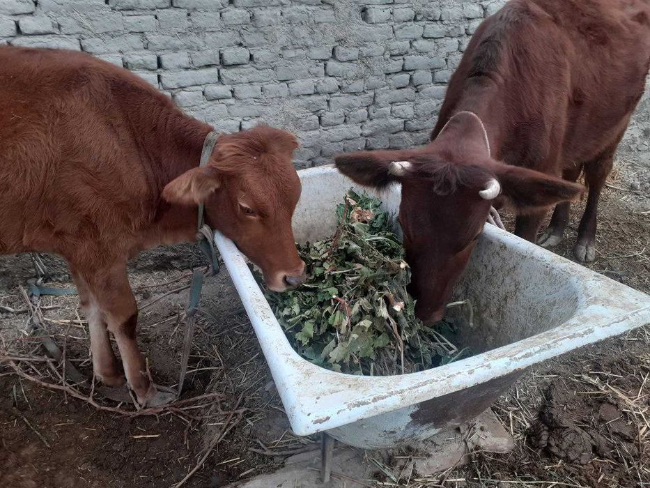 3 ta mol sotiladi, narxi kelishiladi