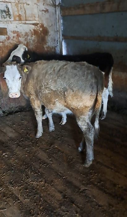 Продам бычок и телочку подсосный 9месяцев