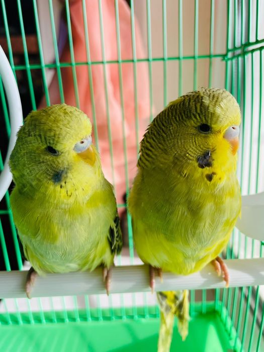 Попугай комплект  волнистый