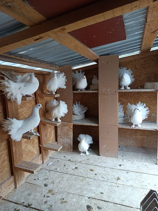 Porumbei de ornament jucători de botosani
