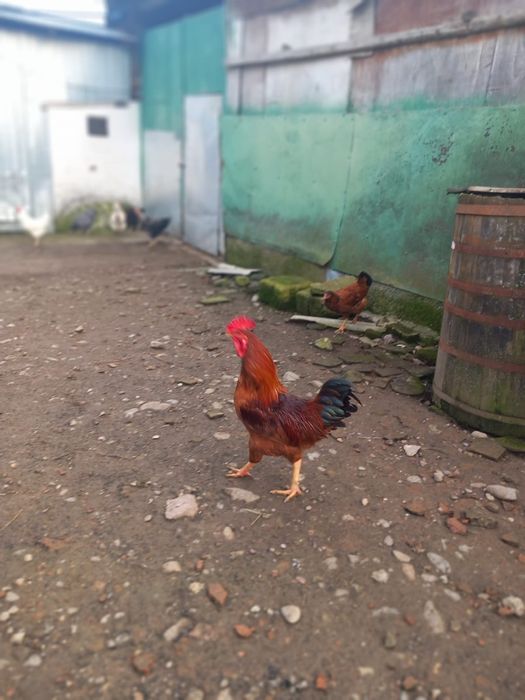 Vând cocosi ,detalii în privat