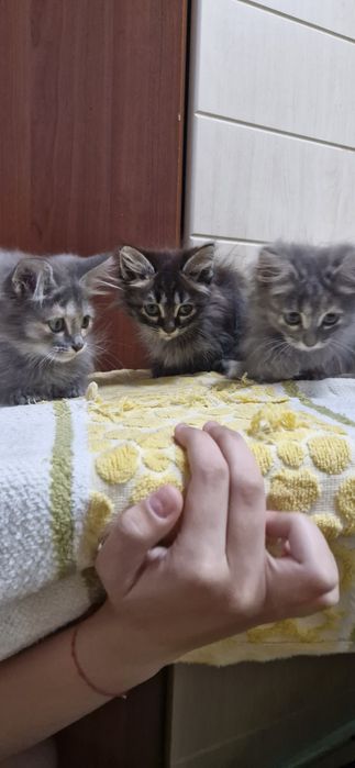 Отдадим кошечек в ласковые руки
