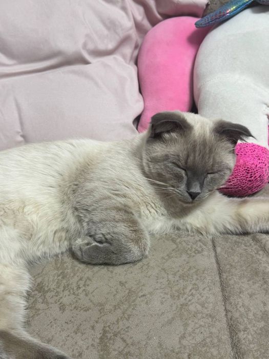Котят девочка 7 месяца Reddoll+Scottish Fold