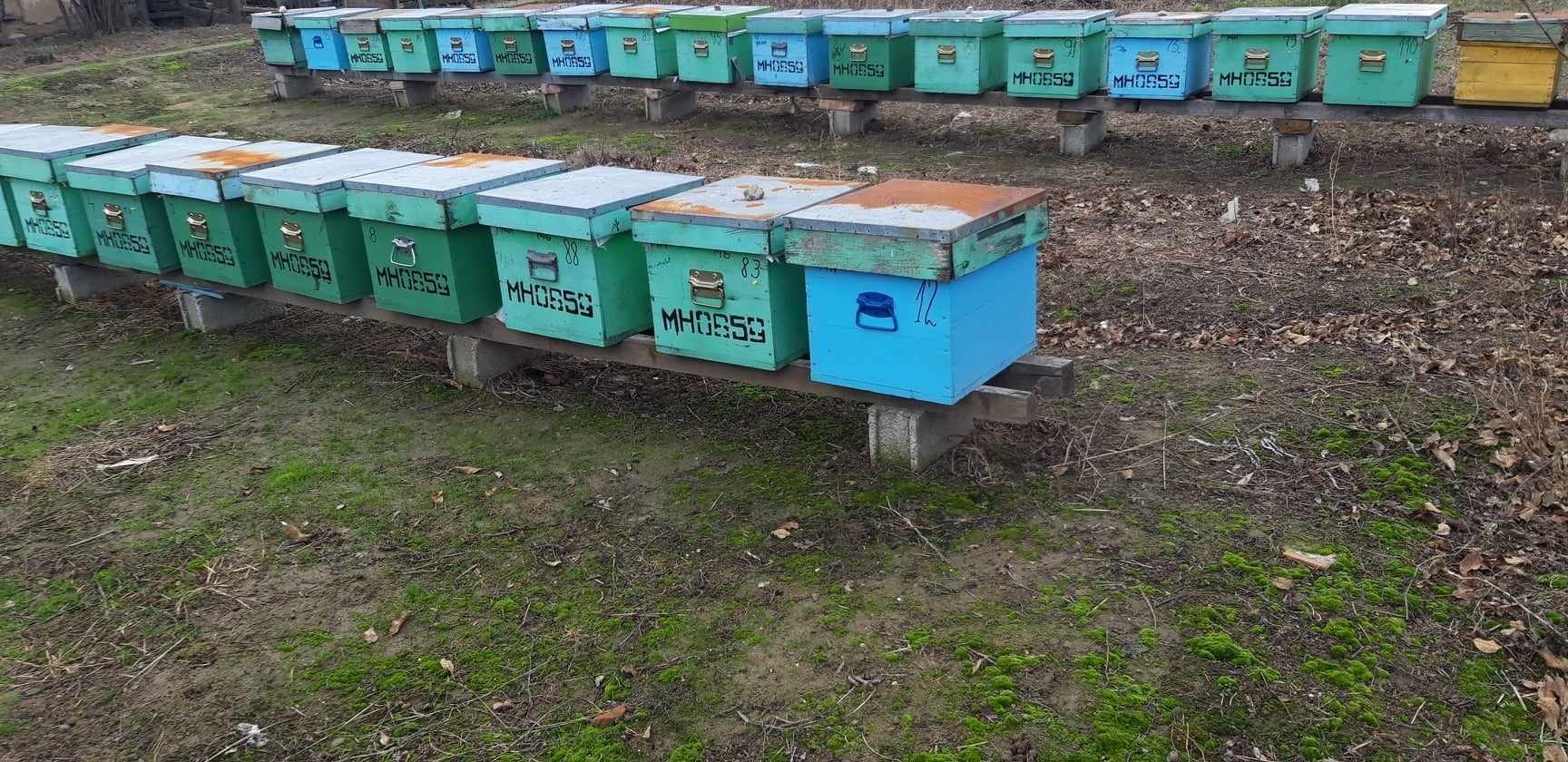 Vand 50 de familii de albine