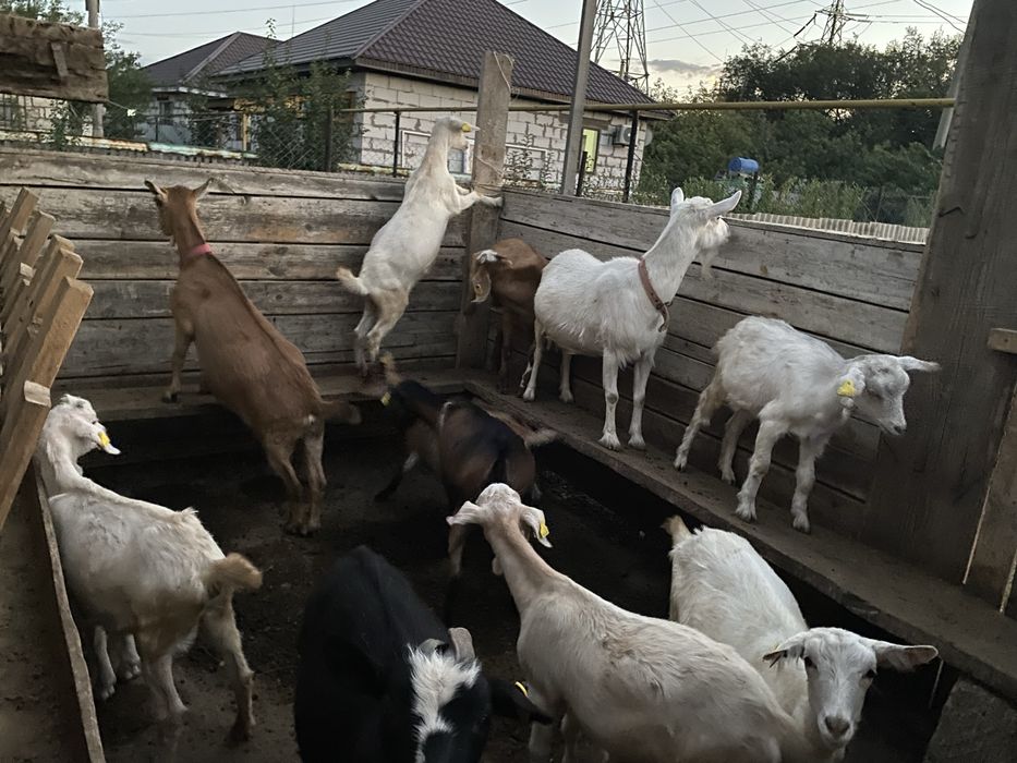 продам козу.      .