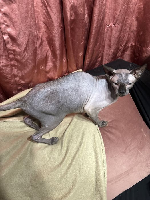 Подарявам сфинкс на 2 години женска кастрирана