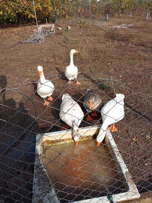 Свободни гъски-кръстоска между ланденска и холмогорска гъска