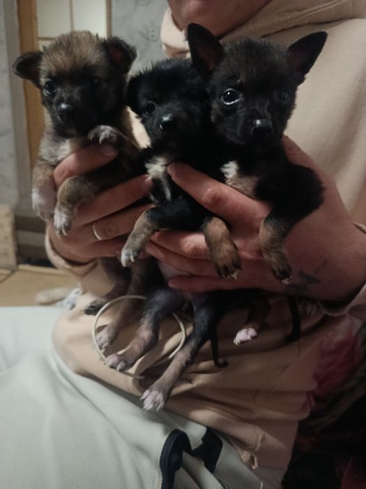 Отдам щенков в добрые руки!