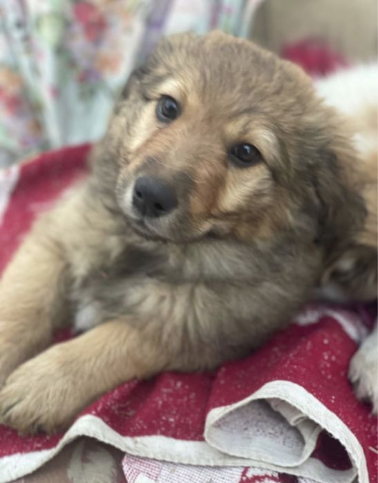 Отдам коасивых щенят