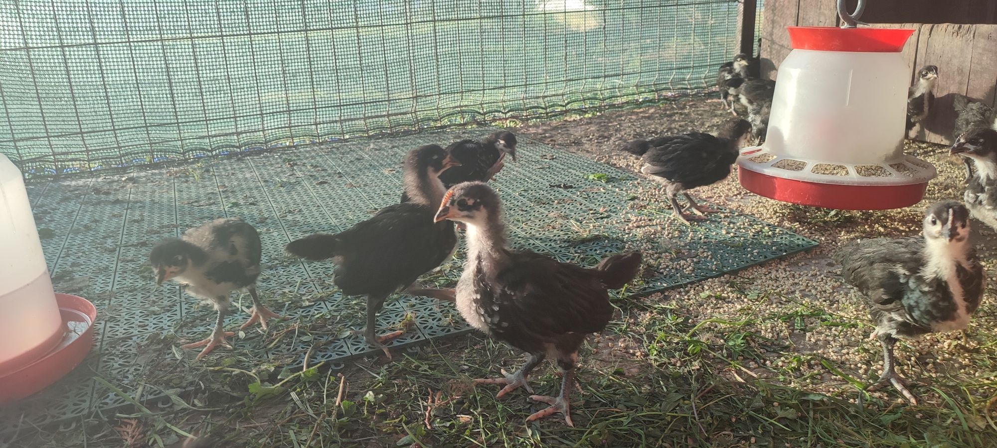 Pui de găină Australorp